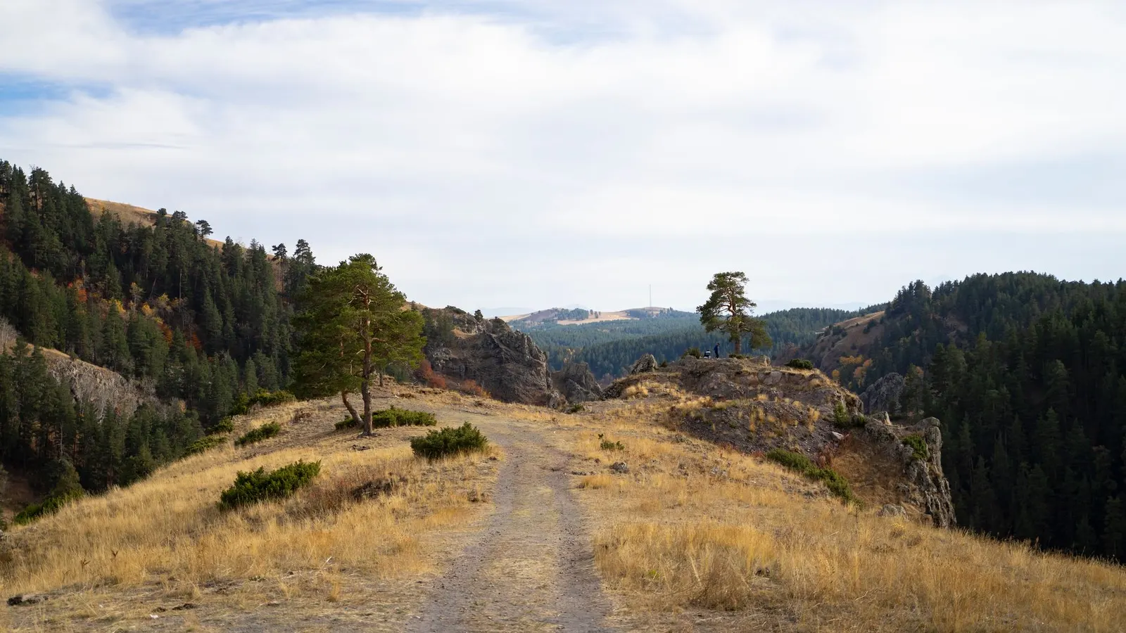 A dry grassland and pine trail in summer