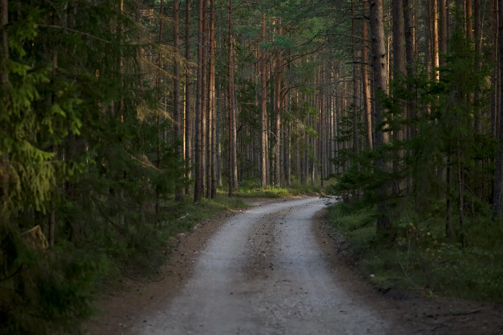 A dirt forest road curving between tall conifers on a grey day