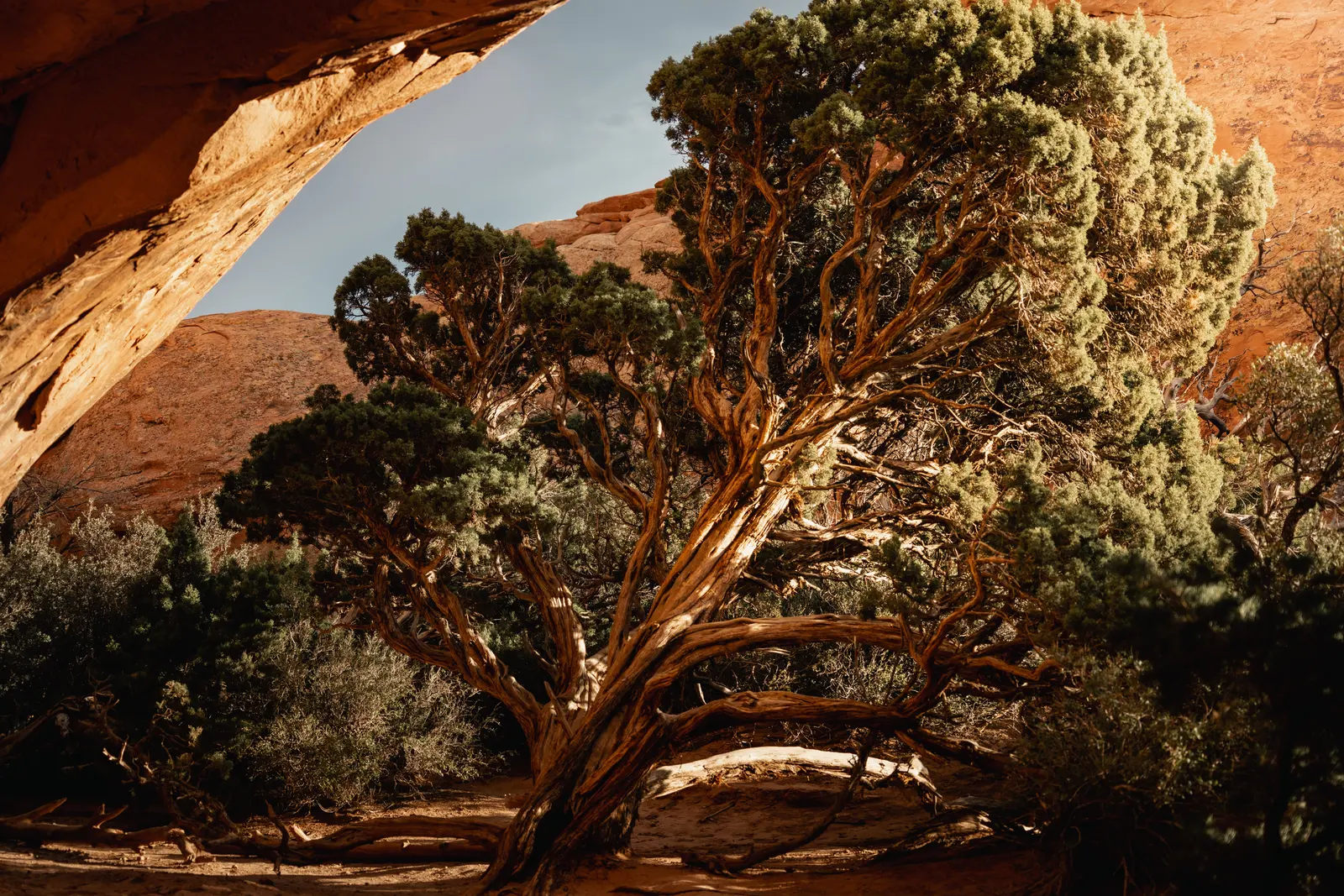 Sandstone canyon and juniper on BLM public land in southern Utah