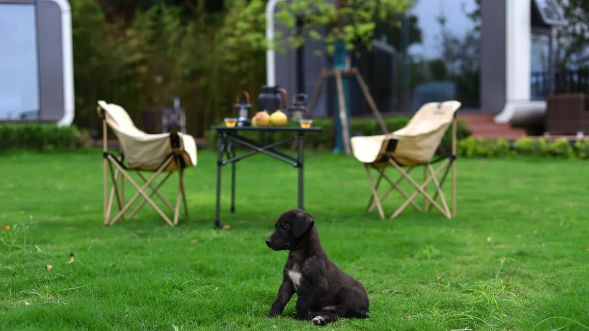 Dog sitting beside a camp chair