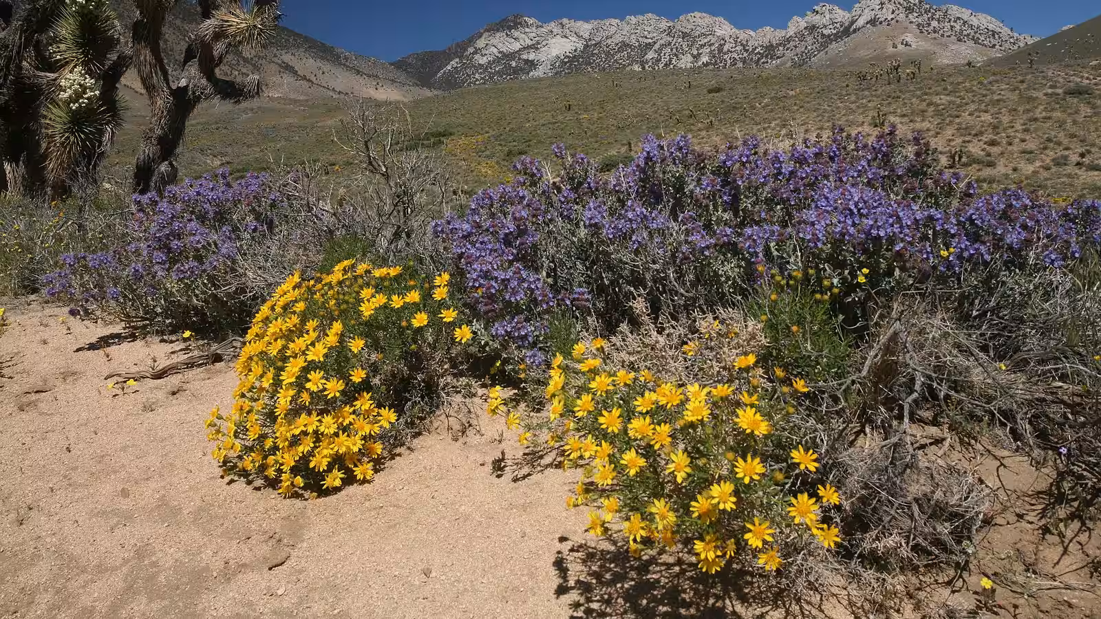 Wildflowers, Joshua trees, and the Sierra along the Pacific Crest Trail in California