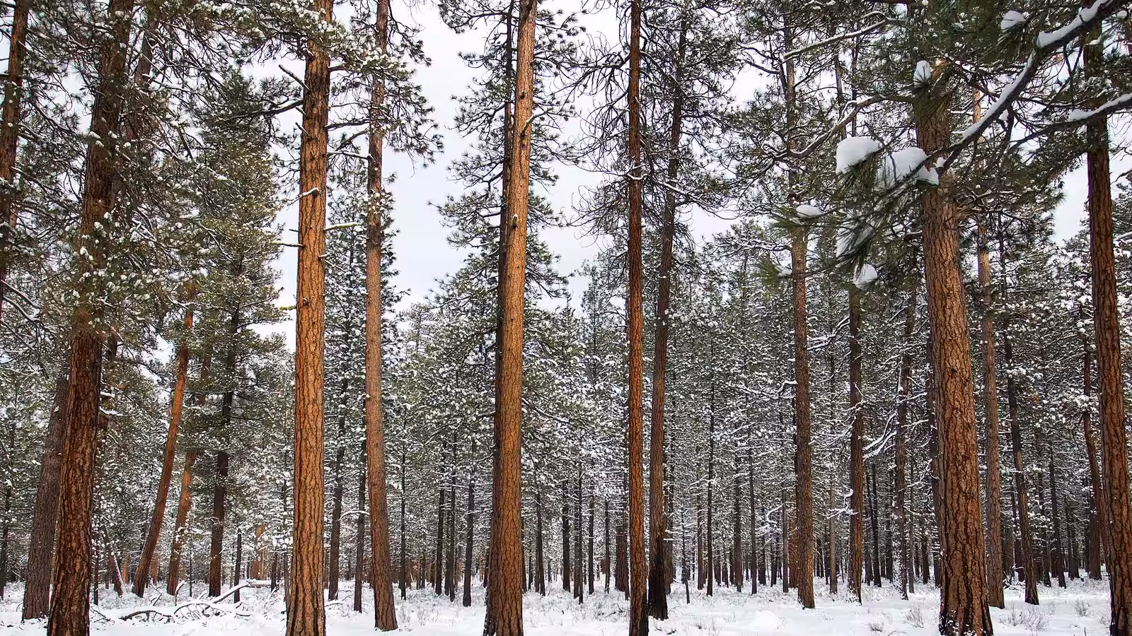 Ponderosa pines in snow in the Deschutes National Forest, Oregon