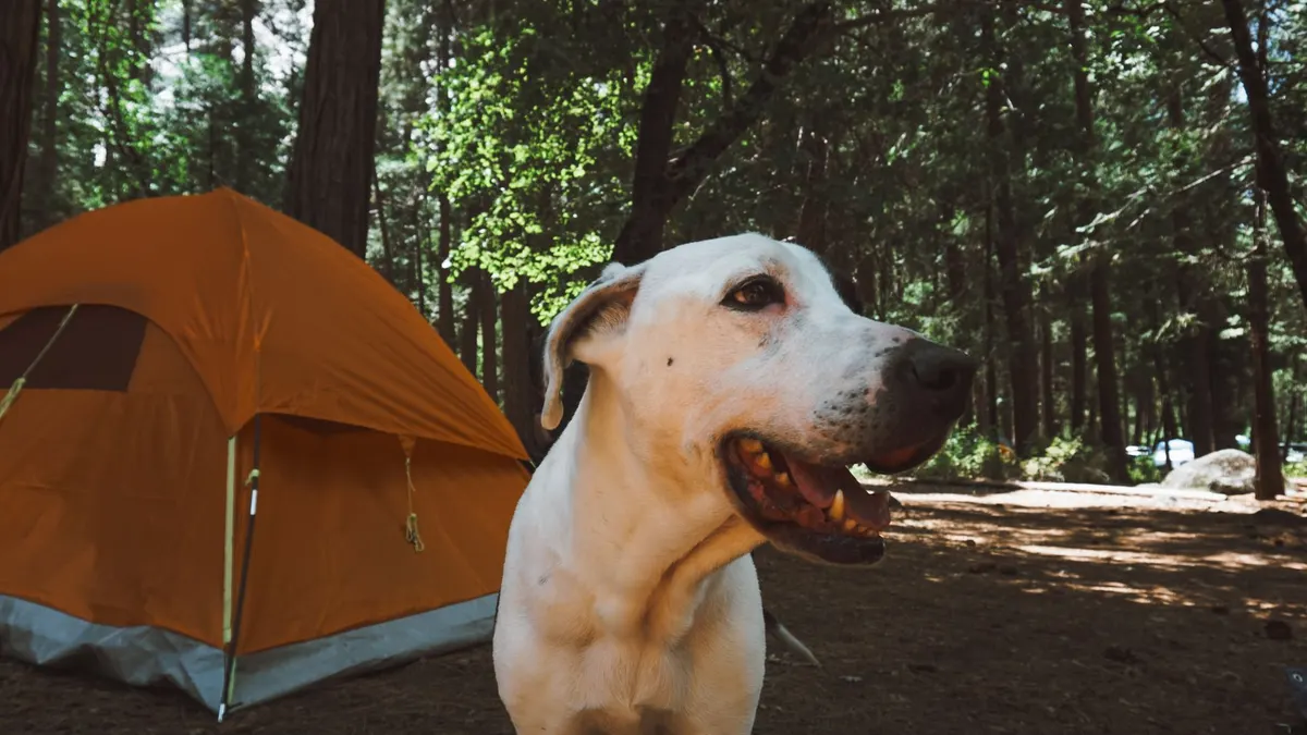 A campsite on forest land outside a park